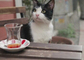 Miyav! Dilini kedi mi yuttu?