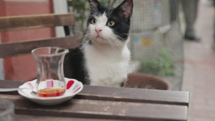 Miyav! Dilini kedi mi yuttu?